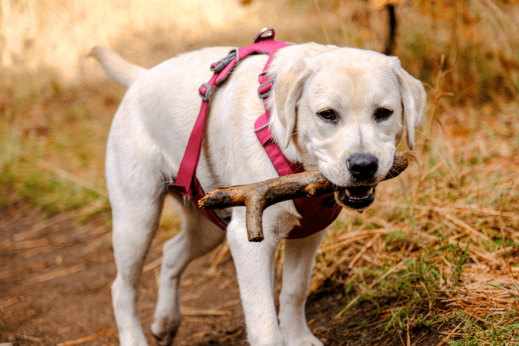 Hundegeschirr Arten