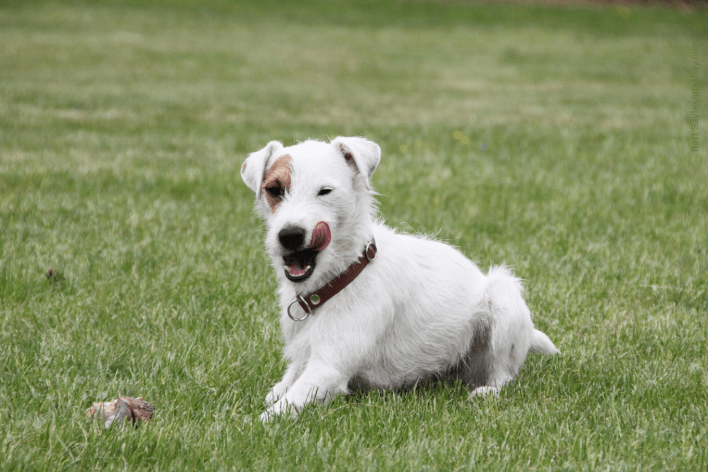 Anzeigeverhalten beim Hund Training