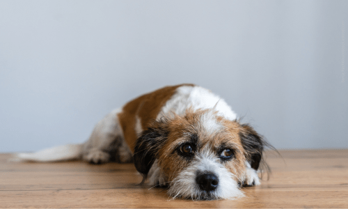 Hund liegt entspannt auf dem Boden