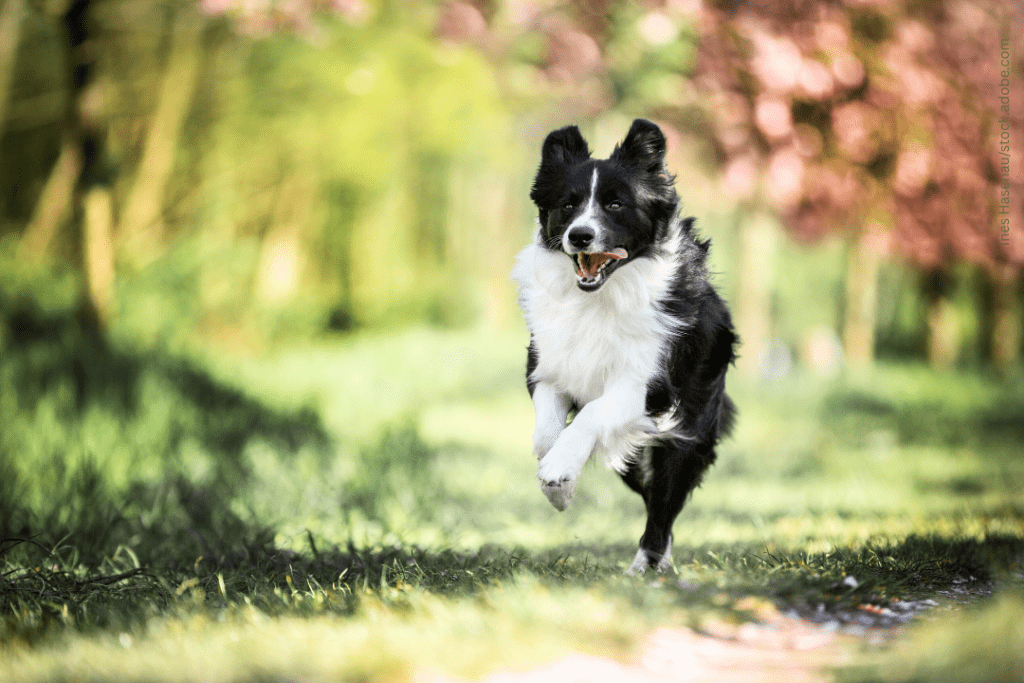 Rückruftraining für Hunde