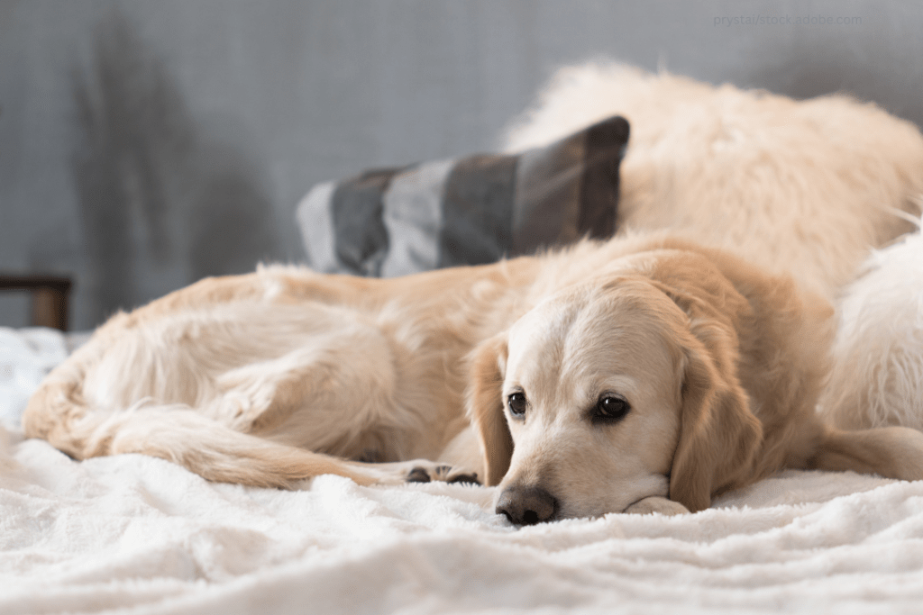 Entspannter Hund beim Ruhetraining auf Decke - Ruhetraining für Hunde